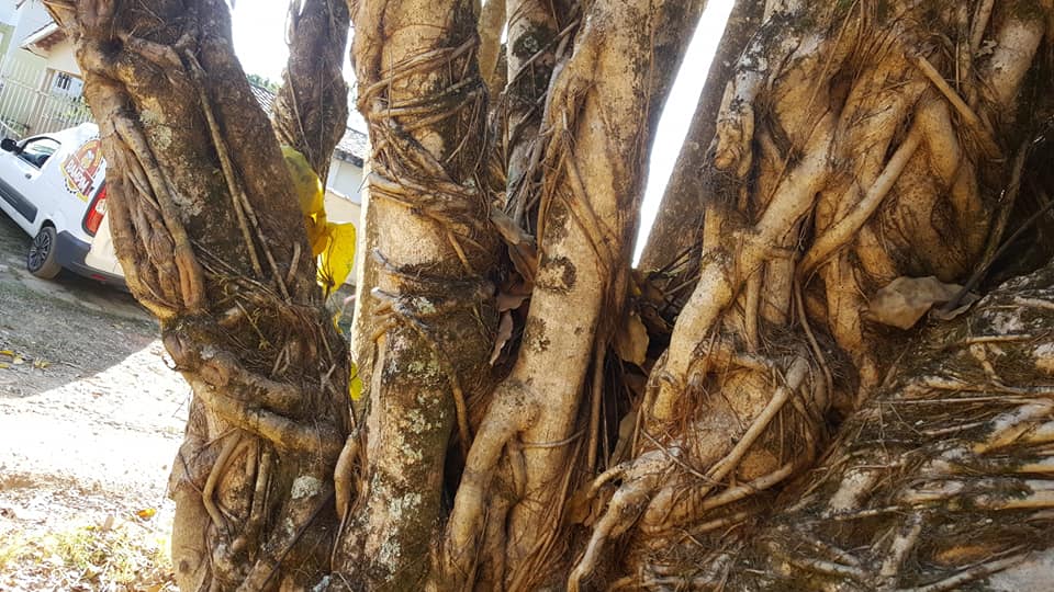 ChoppRampim ChoppRampim