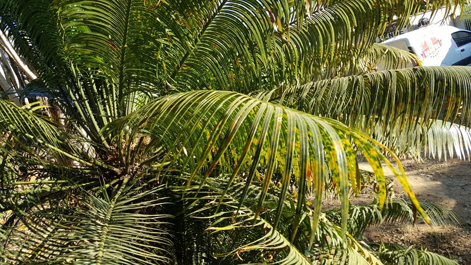 ChoppRampim ChoppRampim