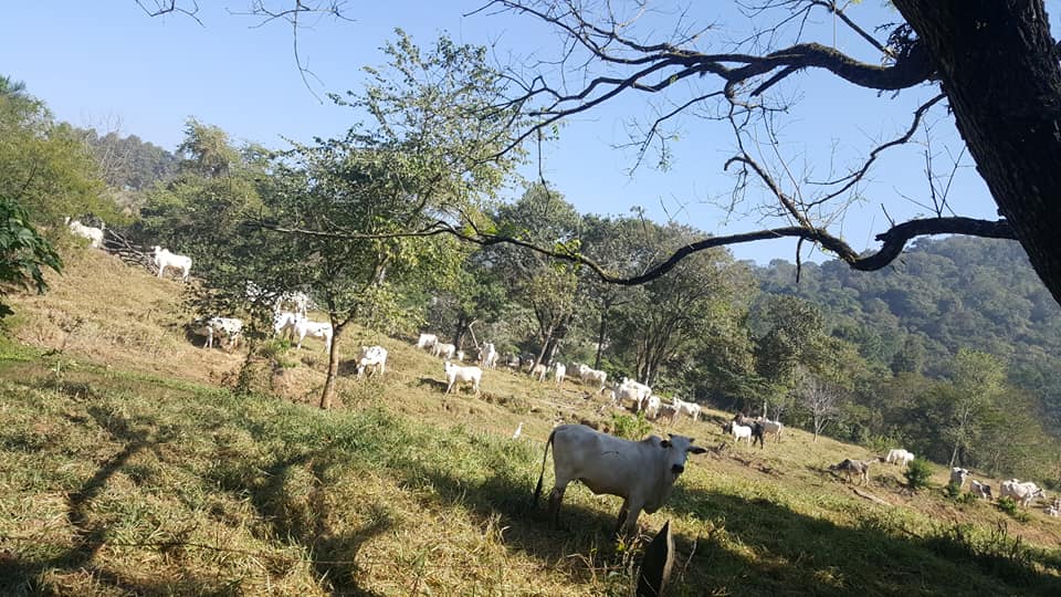 ChoppRampim ChoppRampim