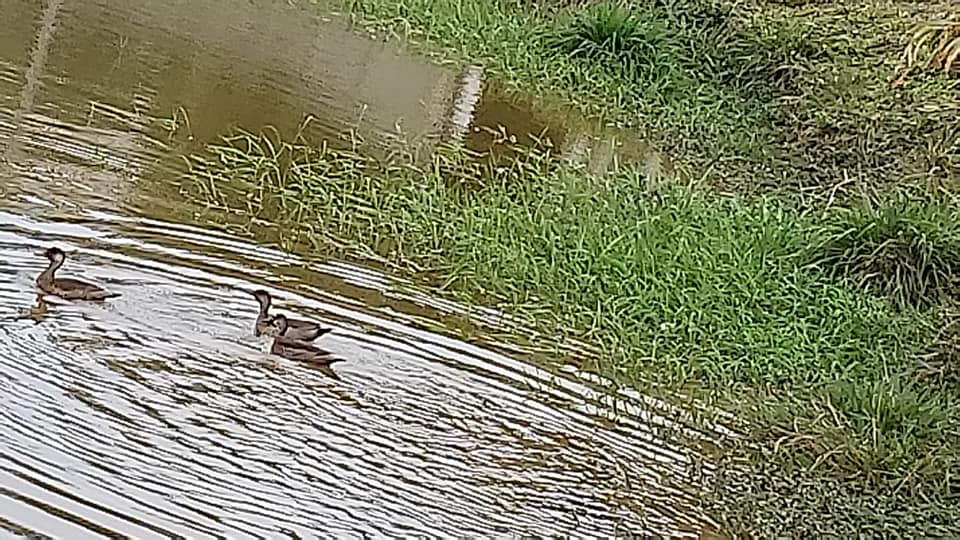 ChoppRampim ChoppRampim