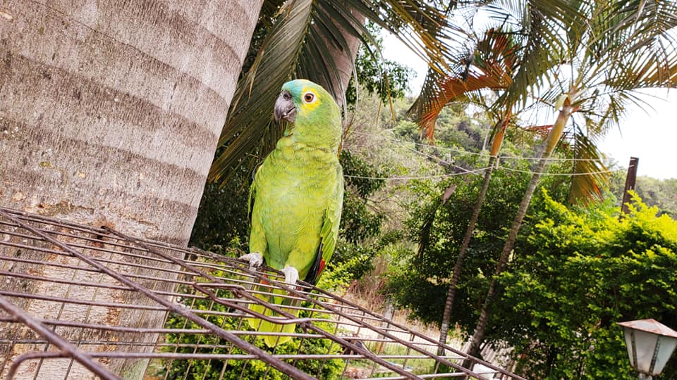 ChoppRampim ChoppRampim