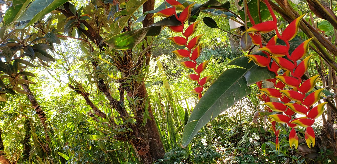 ChoppRampim ChoppRampim