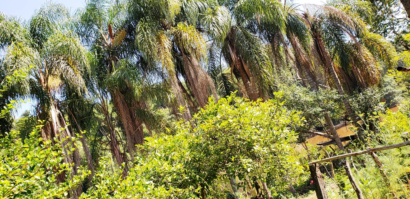 ChoppRampim ChoppRampim