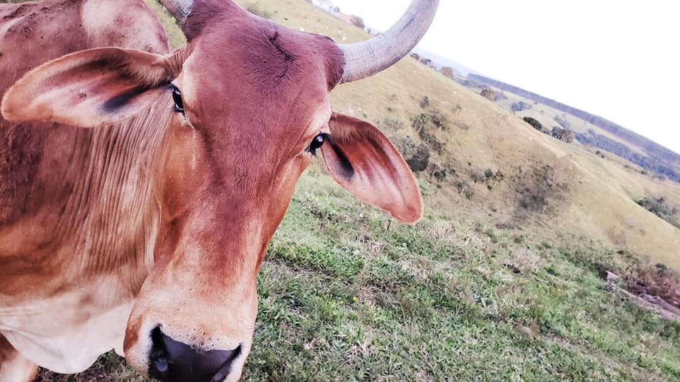 ChoppRampim ChoppRampim