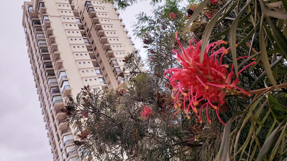 ChoppRampim ChoppRampim