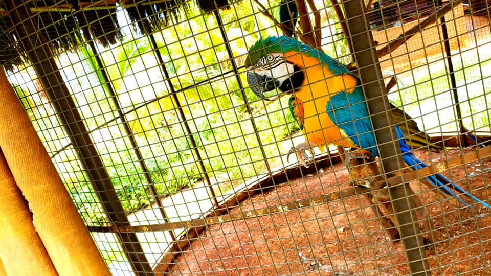 ChoppRampim ChoppRampim