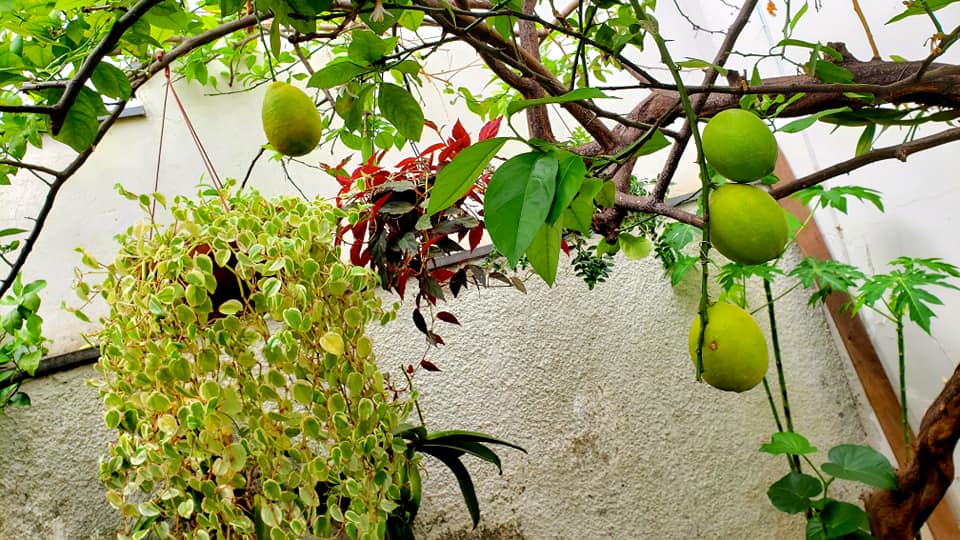 ChoppRampim ChoppRampim